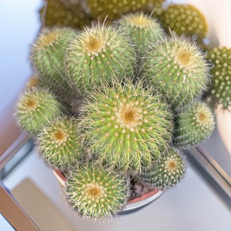 金冠群  仙人球植物基地直发货 新手好养 室内外办公室