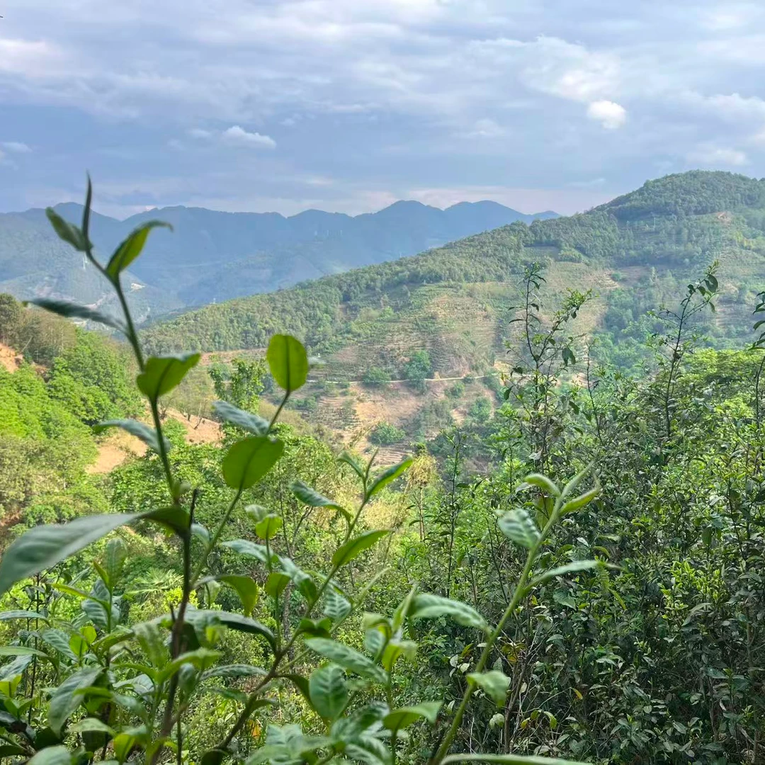 白莺山大叶种森林古树头春普洱生茶龙珠带花果香2025春