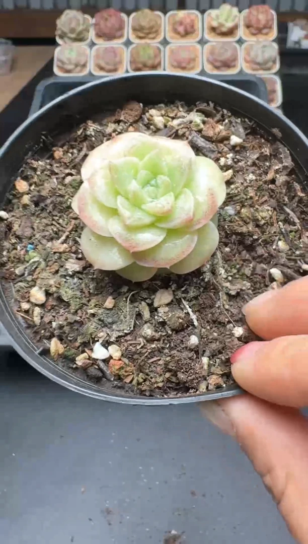 【闪购商品】483A号一物一拍多肉花卉植物拍3颗起发