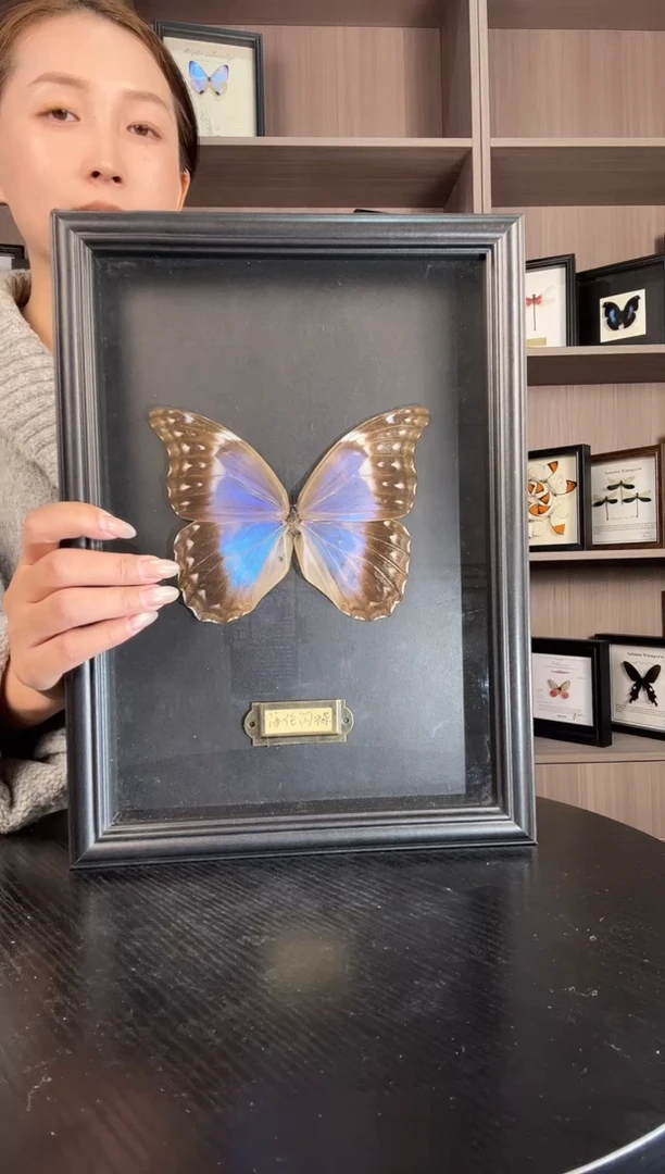 实木竖款大蓝雌蝶（蝴蝶装饰画A4框）