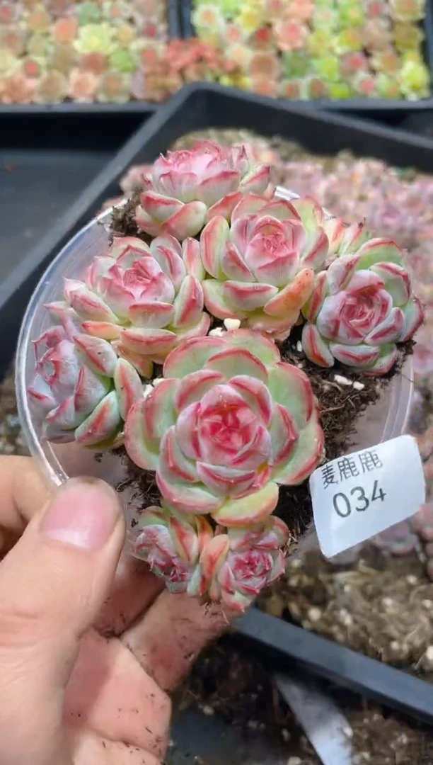 034元英        量拍