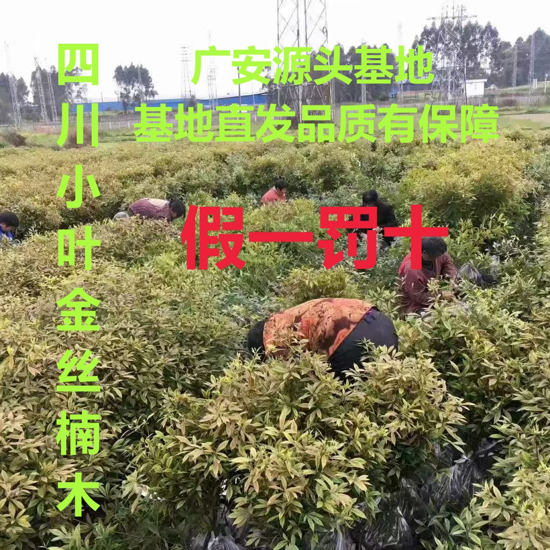 正宗金丝楠木树苗四川金丝楠木苗小叶桢楠名贵捡漏行道树大树盆栽