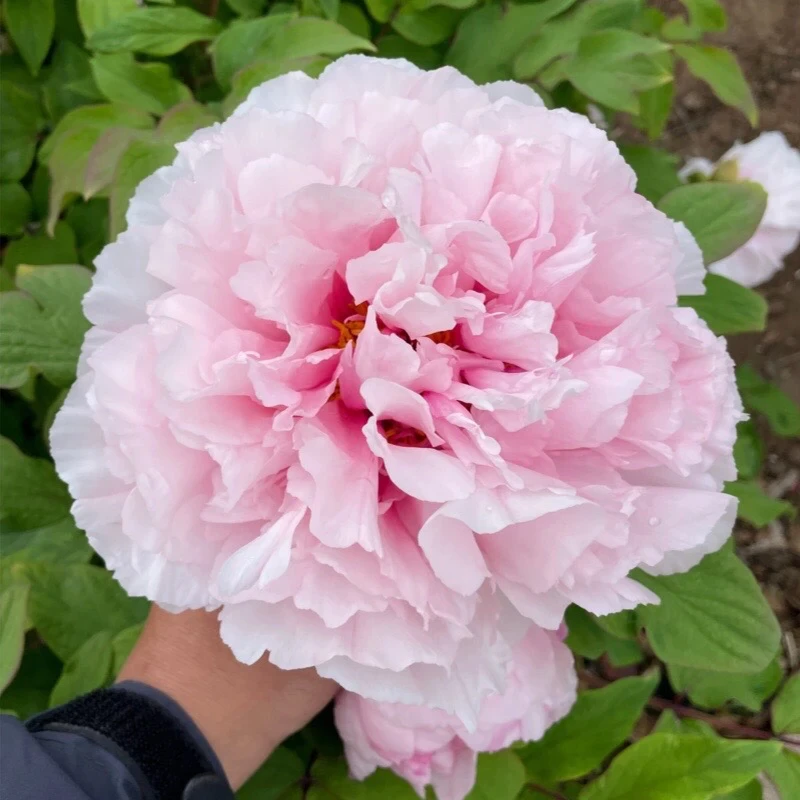 【雪映桃花牡丹】粉色系观赏牡丹花苗耐寒阳台盆栽庭院种植  裸根苗