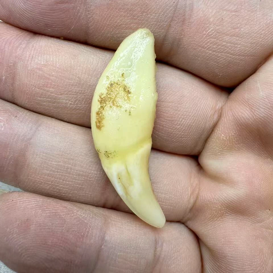 非金属锦纶吊坠 精品黑狗牙饰品 防惊吓 男女通用