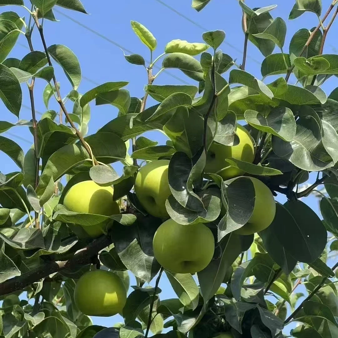 正宗安徽砀山青皮梨翠冠梨脆甜多汁当季新鲜助农水果