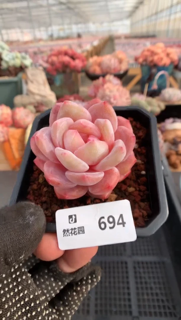 【闪购商品】694冰橙一物一拍