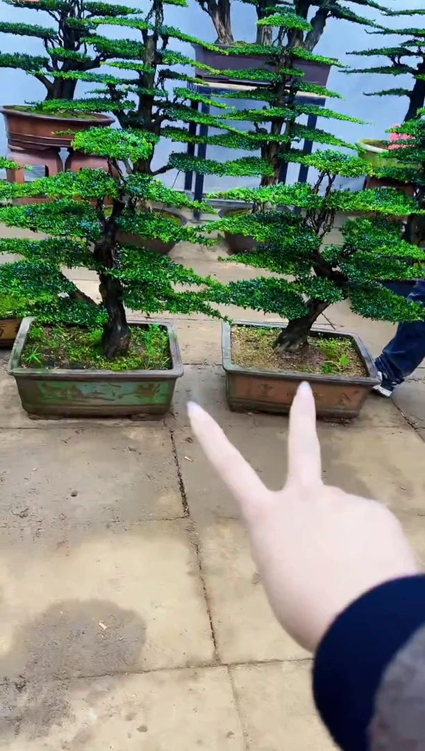 无花朵一物一拍，所见即所得