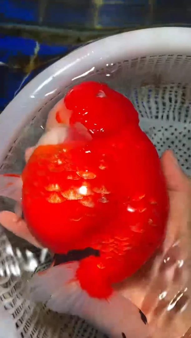 金鱼（运费自理，马印灯照射）福州追鱼兰寿金鱼