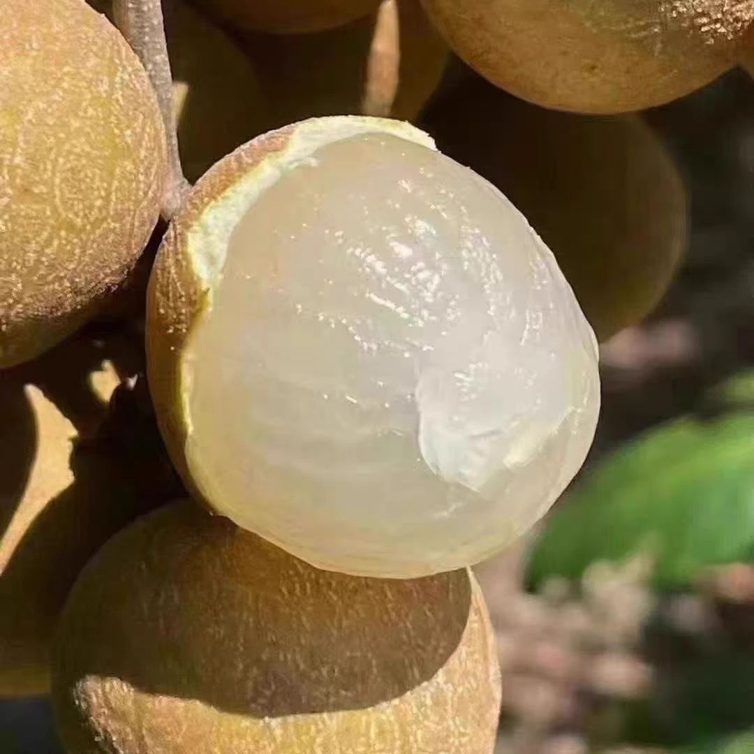 桂林石硖龙眼新鲜现摘当季清甜多汁水果，当天发货