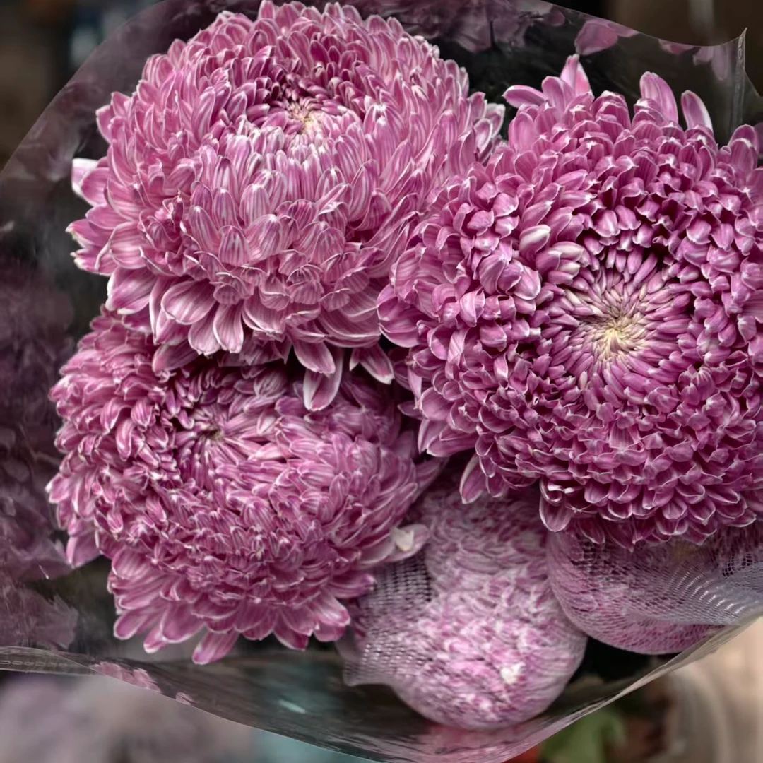 A级稀有蓝莓千层牡丹菊5枝