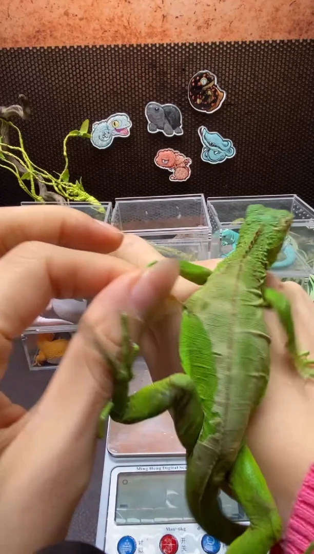 伞蜥 鳞与尾 Scale Tail 爬宠绿鬣带标识卡
