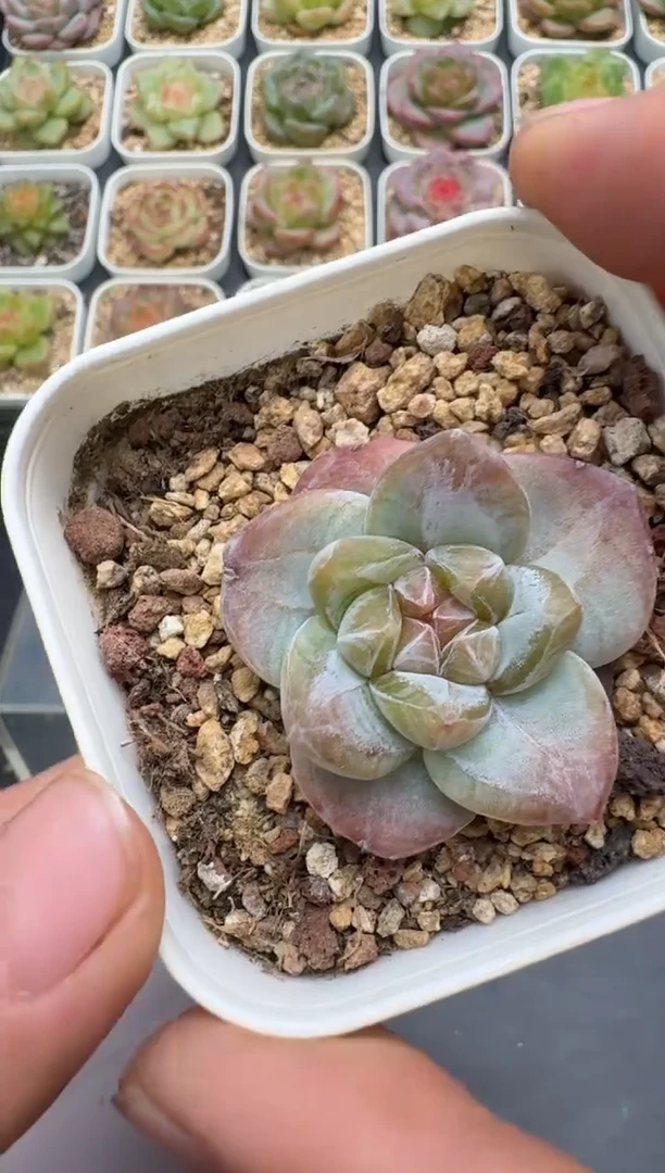 343E云禹多肉植物 带盆土纸巾打包 3颗包邮