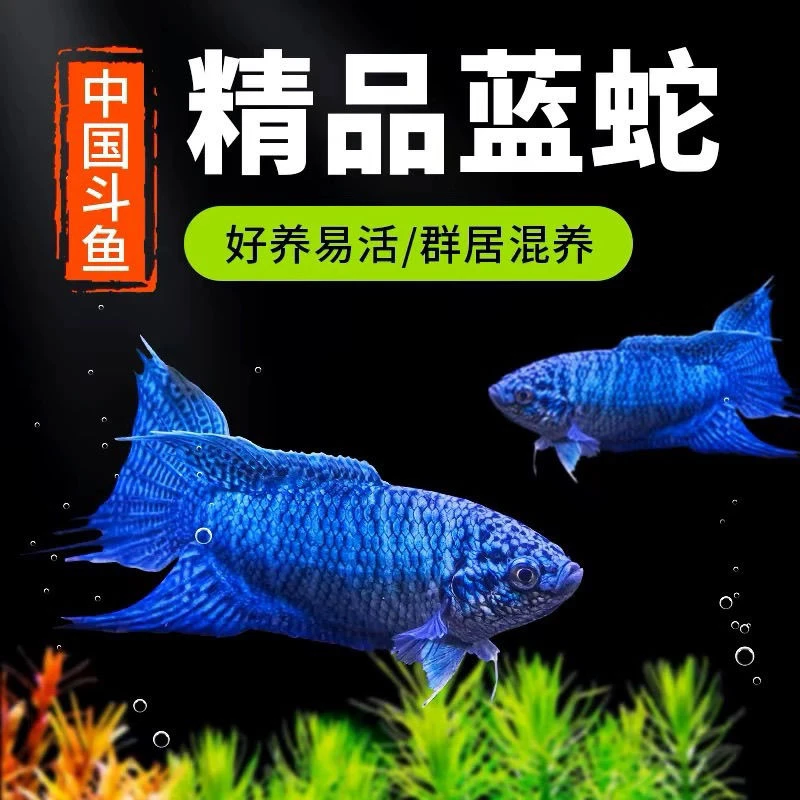 中国斗鱼蓝蛇帝王蓝无纹蓝活体冷水淡水观赏鱼好养耐养原生菩萨鱼