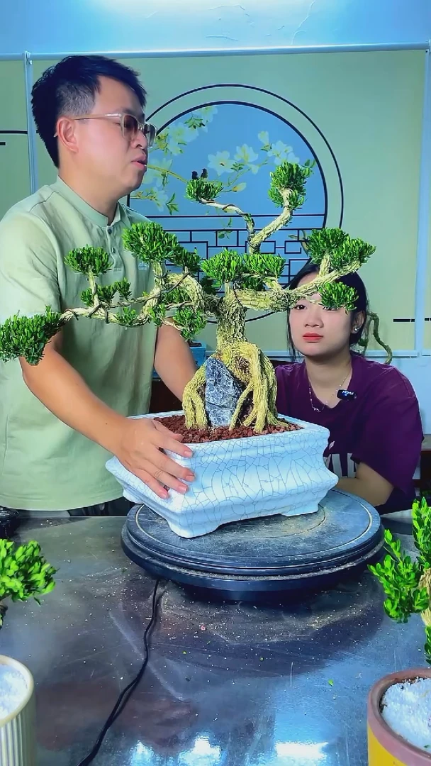 不开花植物广东雀舌皱皮黄杨高端盆景