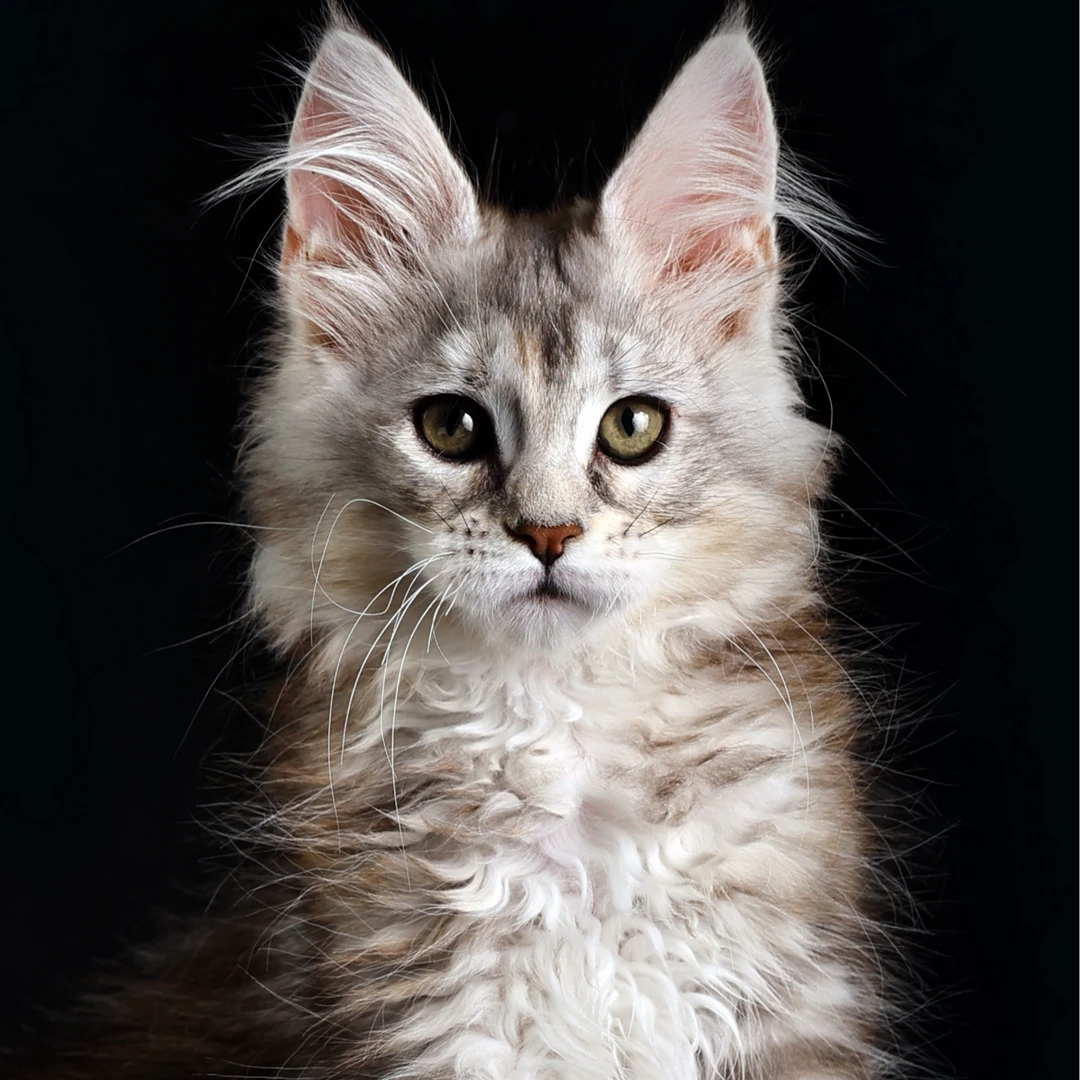 （开心猫舍）缅因猫宠物活体猫猫猫崽