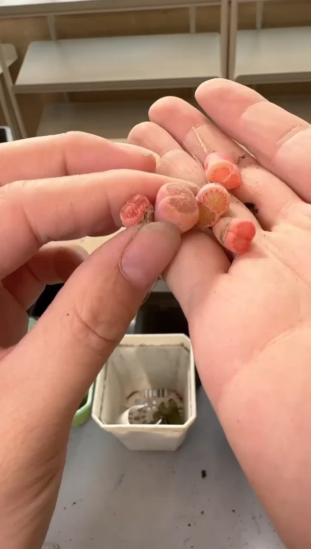 24-137多肉植物肉锥