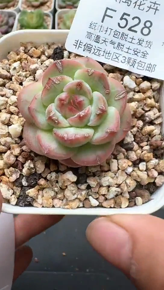 528F云禹多肉植物 默认脱土纸巾打包 3颗包邮