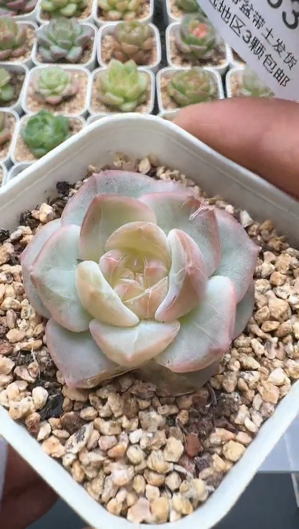 063E云禹多肉植物 带盆土纸巾打包 3颗包邮