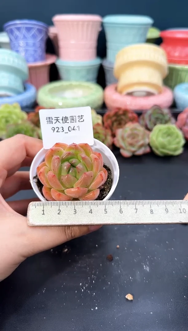 923-041青山（冠幅5cm）