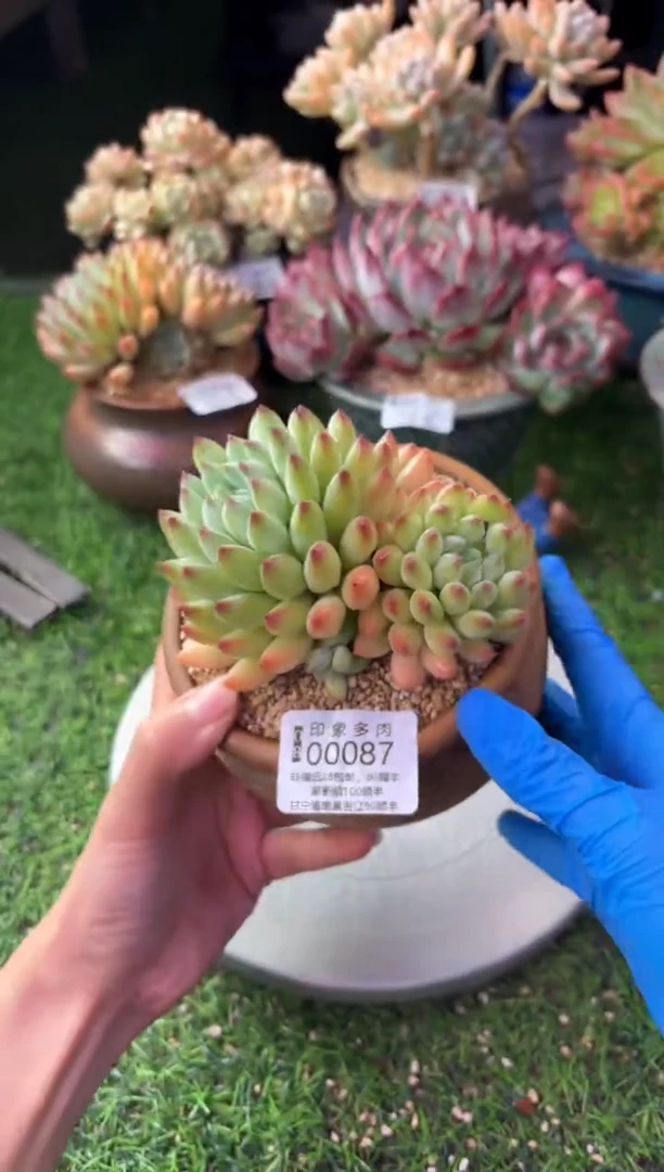 昆明印象多肉00087