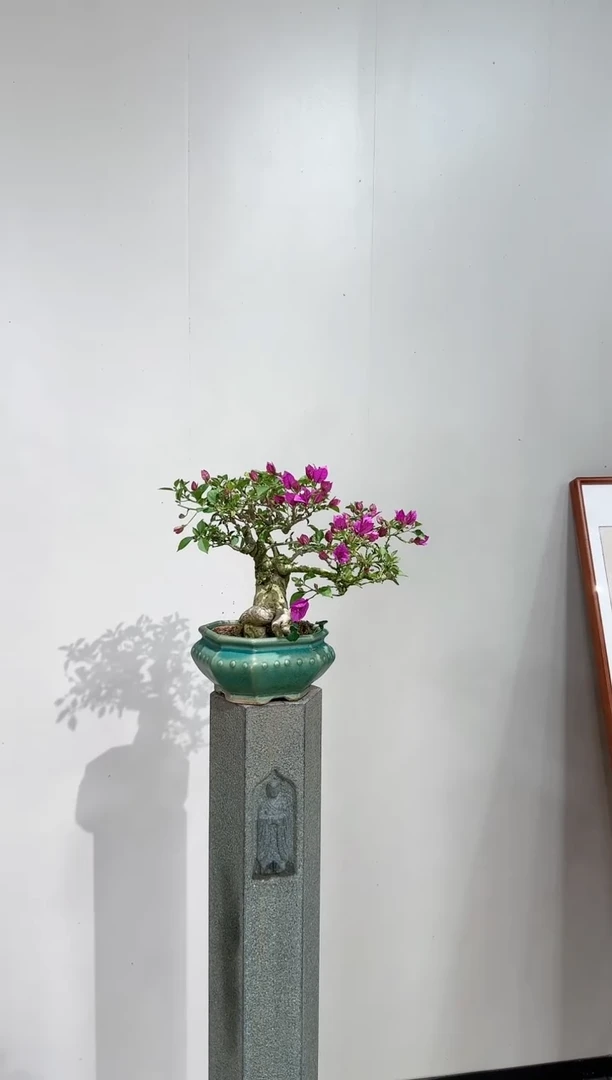 【闪购商品】盆景小叶紫