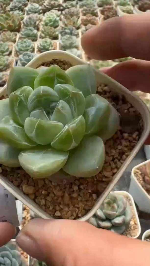 328P当场拍3颗包柚 多肉植物 带盆土纸巾包装