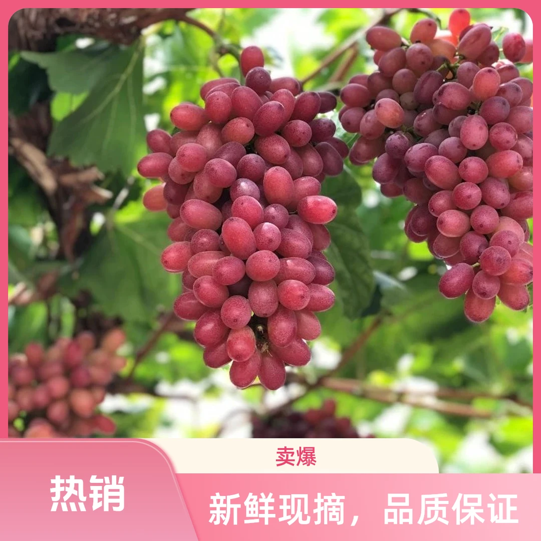 四川大凉山克伦生新鲜现摘无籽红提脆甜多汁现摘现发（顺丰包邮）