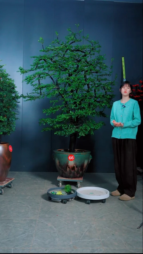 无花朵万*广东的小叶紫檀.66号