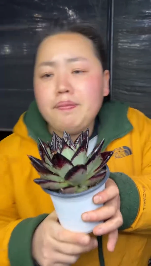 【闪购商品】22-黑檀汁带盆土6.8