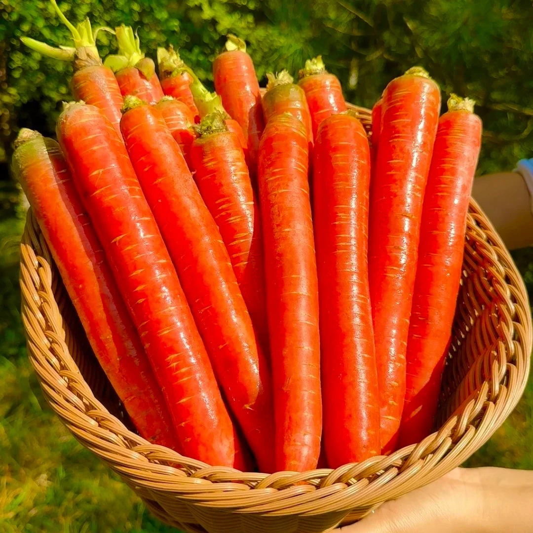 水果胡萝卜约300±10g/份新鲜