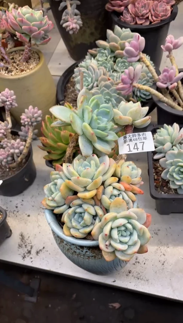 【闪购商品】147冷香