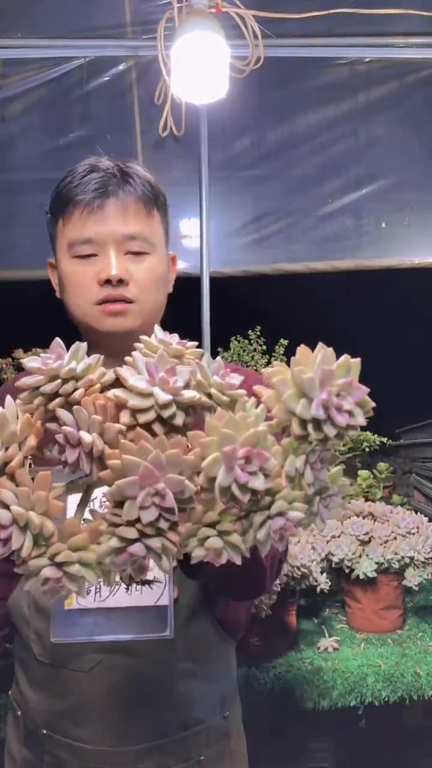 134淡雪缀化一物一拍