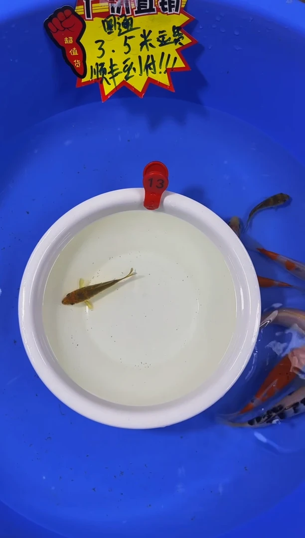 锦鲤活体二号链接