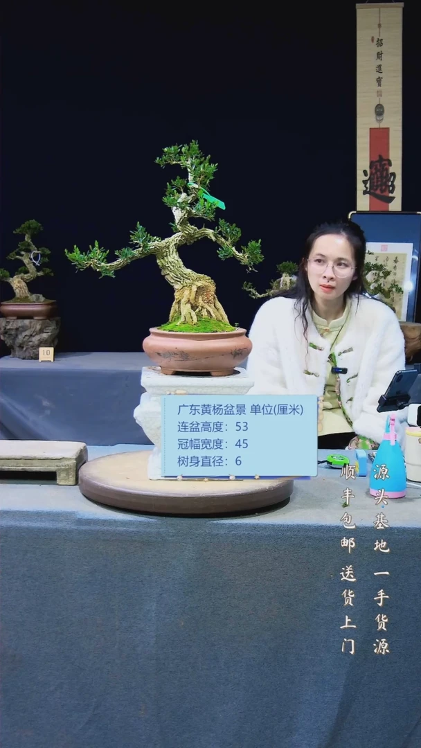 【闪购商品】雀舌黄杨盆景雀舌黄杨盆景