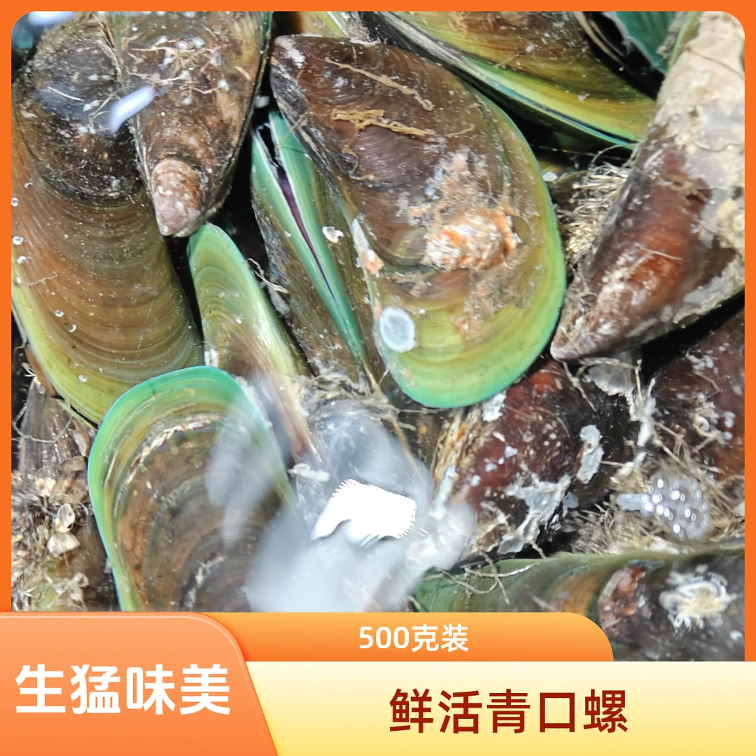 鲜活生猛青口螺500g