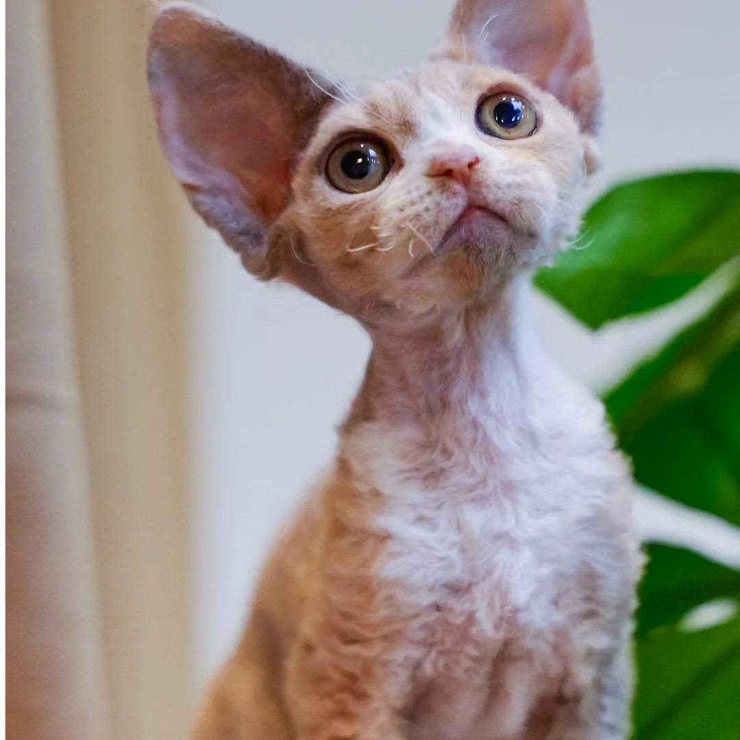 0825貂三花妹妹-dora