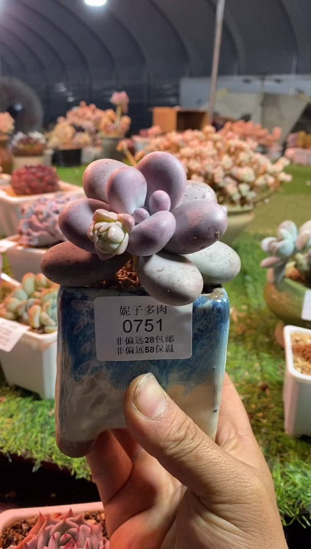 【闪购商品】原始奶酪0751aaaa