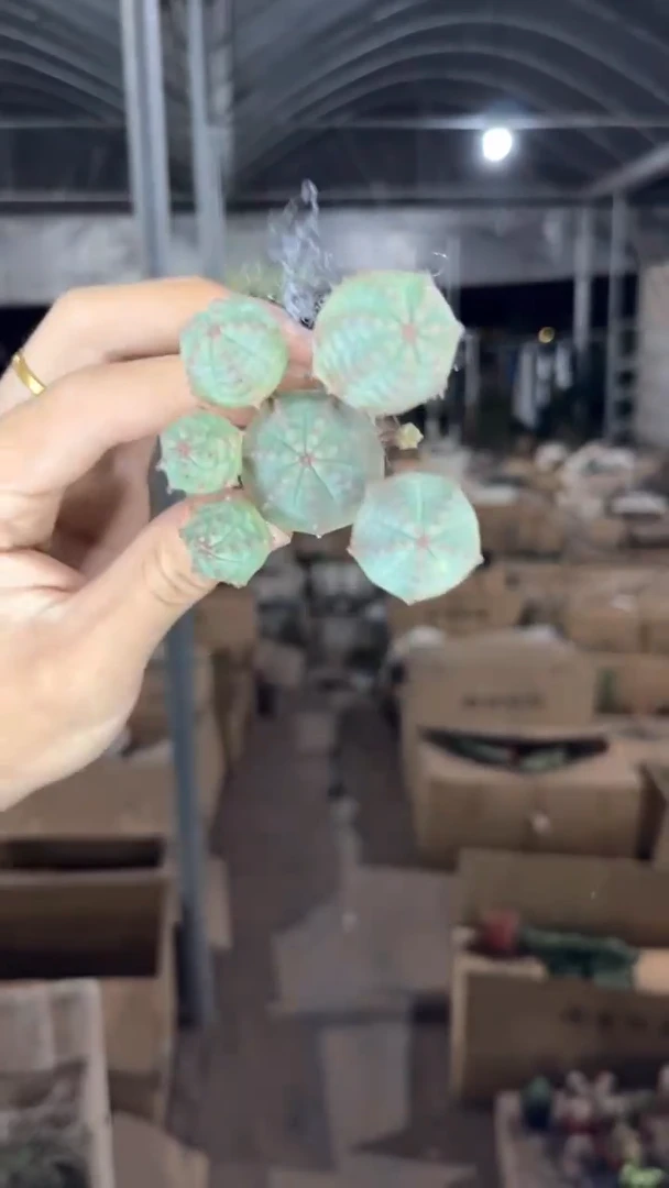 布纹球 带崽【实生根】