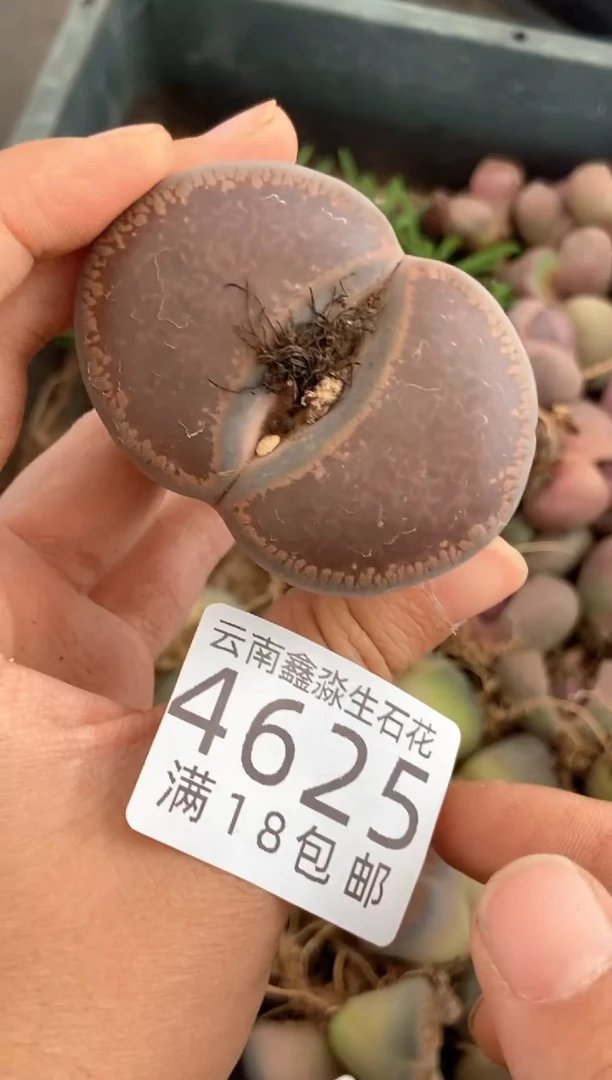 4625特价日轮玉有瑕疵发货1颗