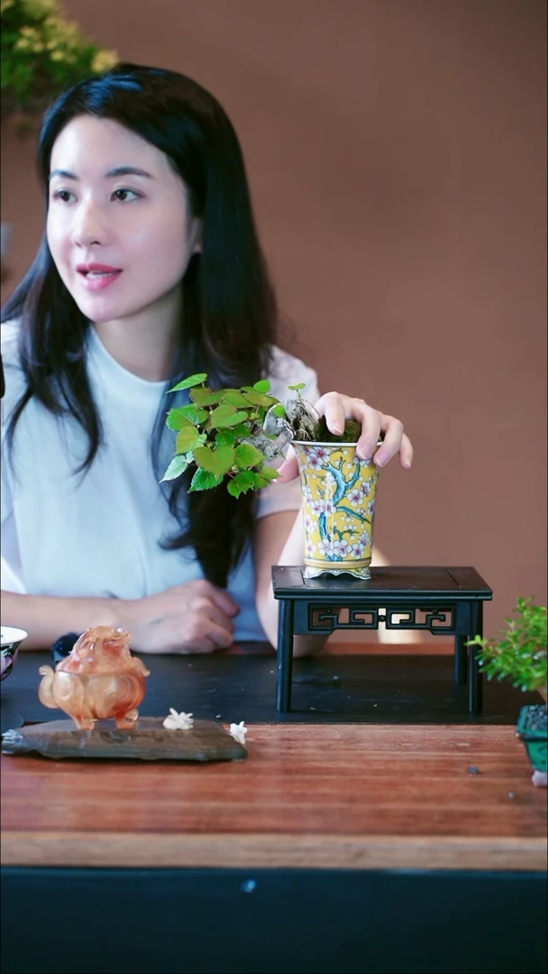 全部花朵黄瑾盆景盆景盆景