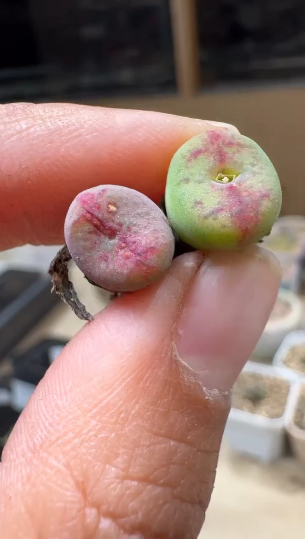 l****蔡8-263多肉植物肉锥