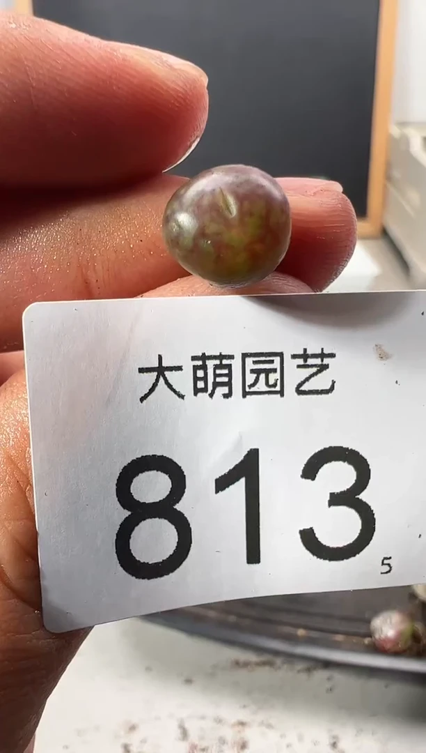 【闪购商品】++++813