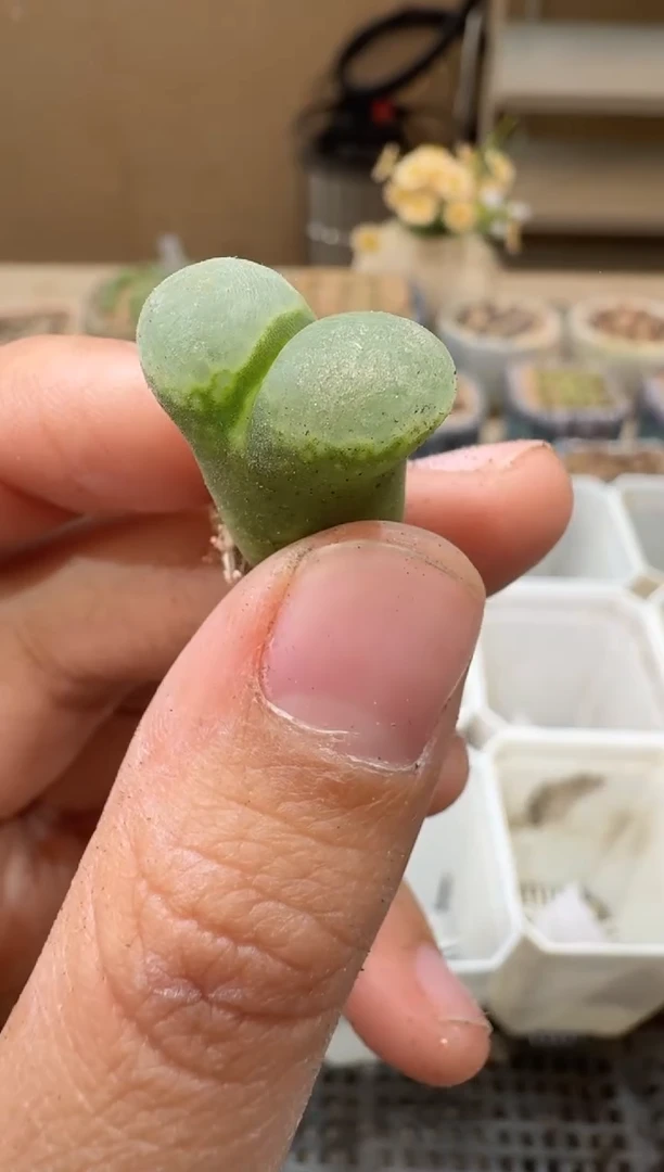 30-47多肉植物肉锥