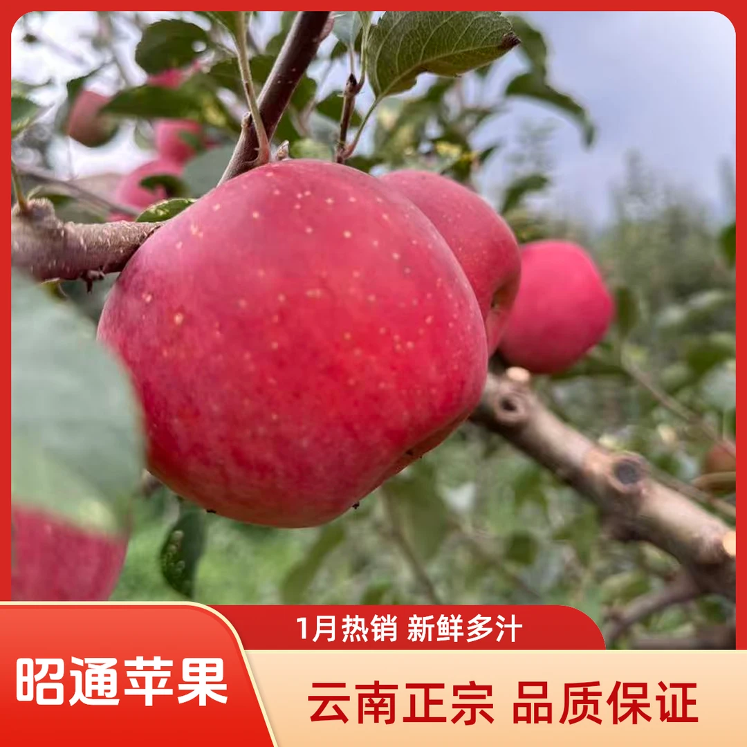 正宗云南昭通中熟丑苹果应季新鲜水果