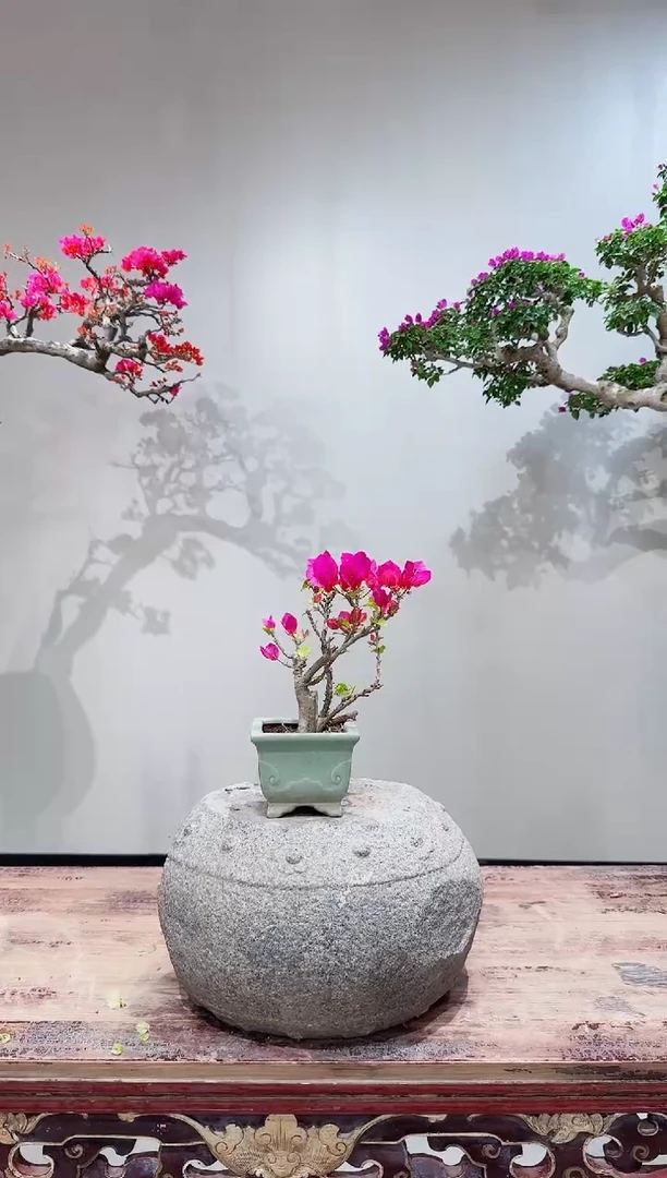 【闪购商品】盆景菲菲那