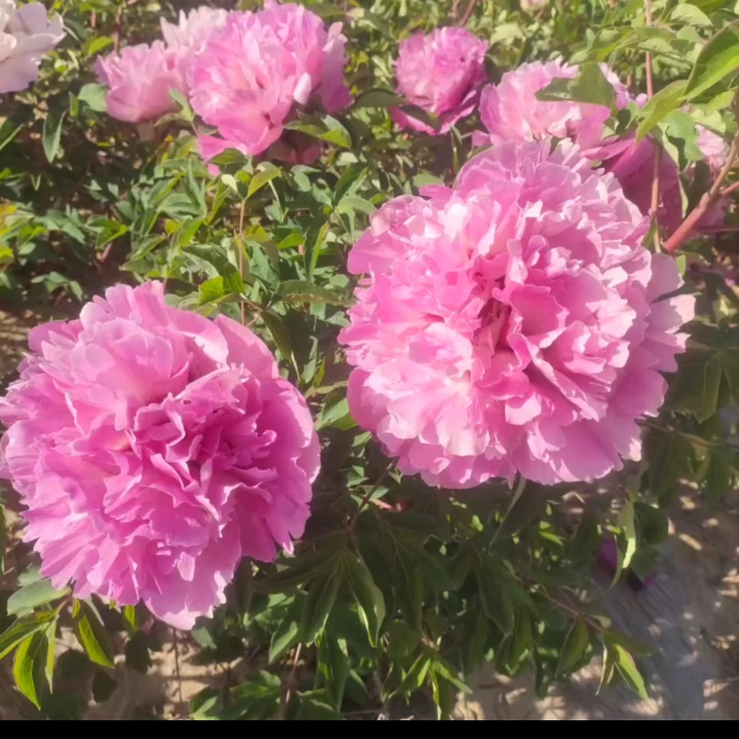 自家培育复色系宝莲灯香味浓长势快适合做切花芍药