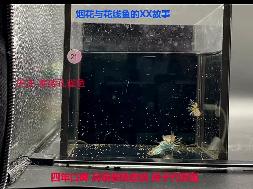 孔雀鱼黑金蕾丝冠尾