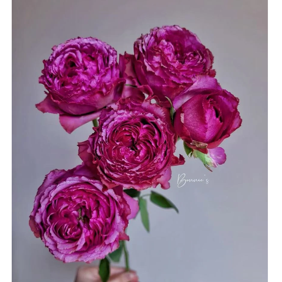 多头紫雾泡泡（紫色小精灵/奥斯丁花型）