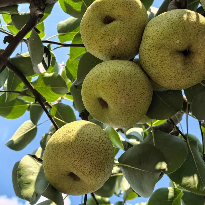 正宗砀山酥梨脆甜多汁当季热卖3/5斤装