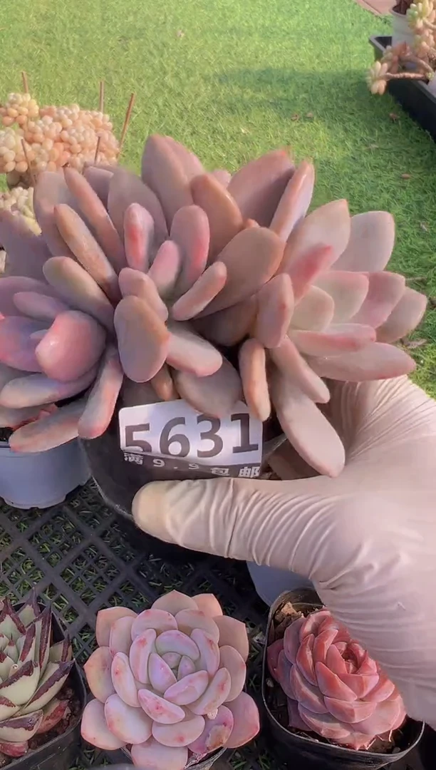 【闪购商品】信福多肉一物一拍